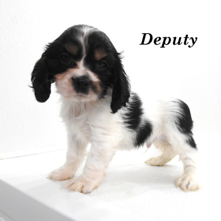 puppy, for, sale, Cockilier, Joe & Cherri  Overlease, dog, breeder, Miller, MO, dog-breeder, puppy-for-sale, forsale, nearby, find, puppyfind, locator, puppylocator, aca